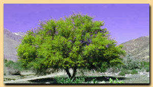 Outdoor activities in the pristine wilderness of the Andes