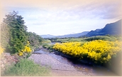 chile road with flowers from multi tour travel agency of temuco chile