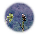 Views of the Chilean Lakes District