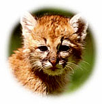 Views of the Chilean Lakes District